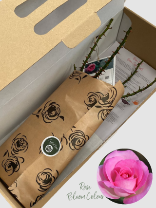 Pink Perfection bare root rose