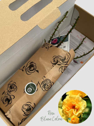 Precious Gold bare root rose