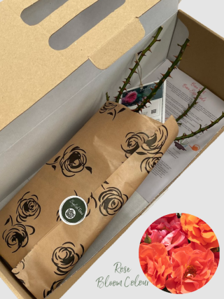 Precious Love bare root rose