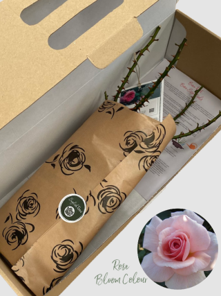 Precious Memories bare root rose