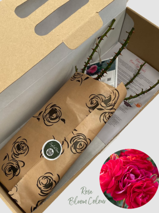 Precious Ruby bare root rose