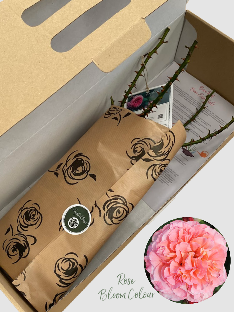 Rachel bare root rose