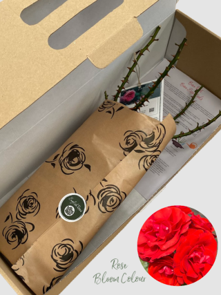 Remembrance bare root rose (1)