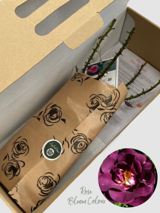 Rhapsody In Blue bare root rose