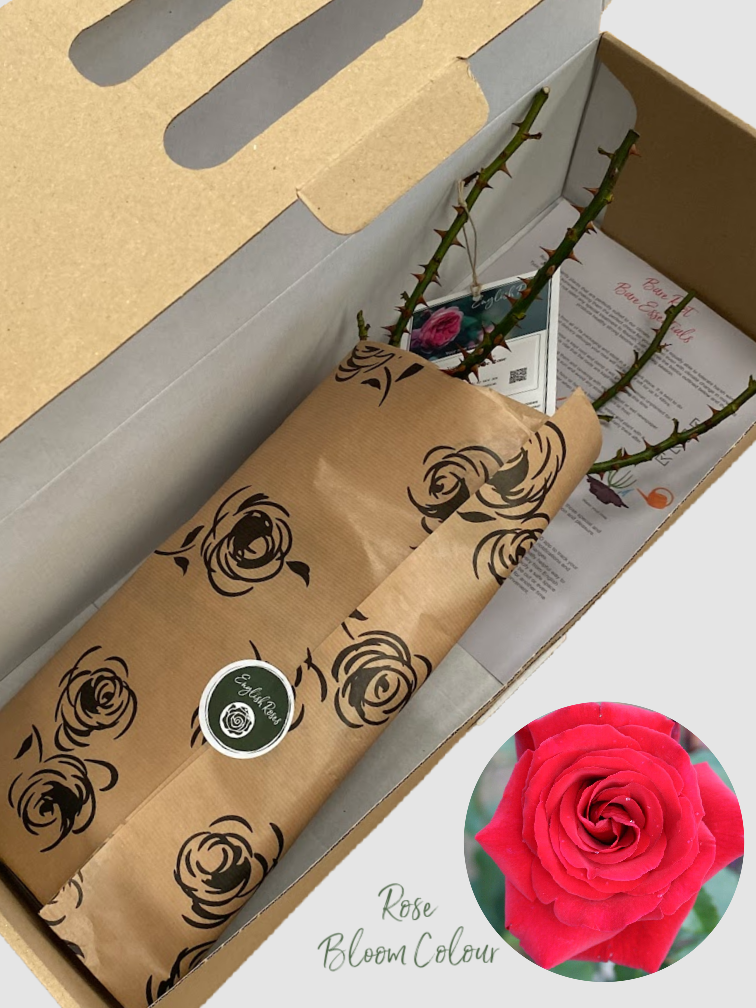 Royal William bare root rose