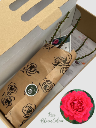 Ruby 40th bare root rose