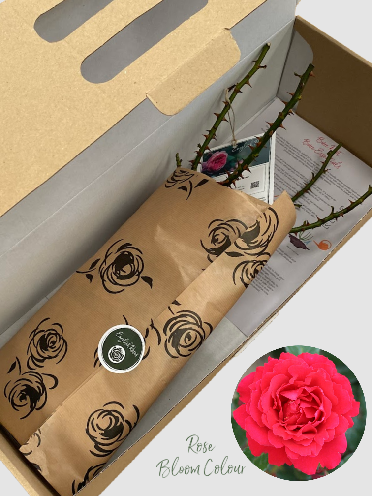 Ruby 40th bare root rose