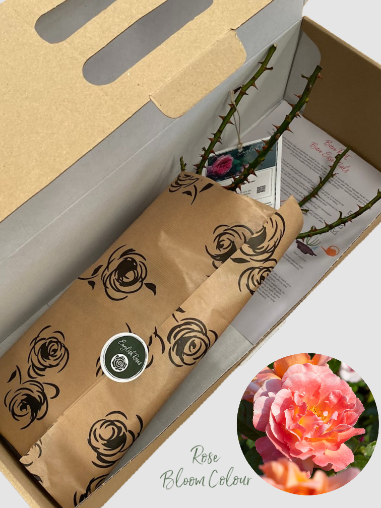 Scent From Heaven bare root rose