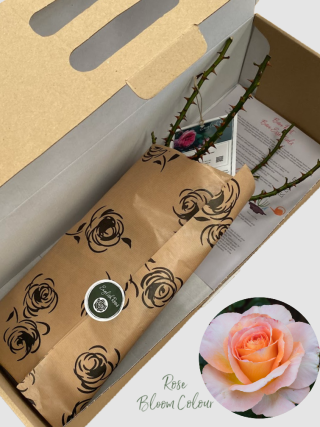 Scented Memory bare root rose