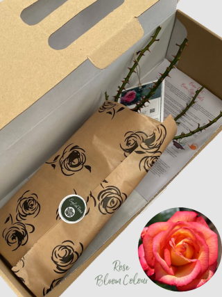 Sheilas Perfume bare root rose