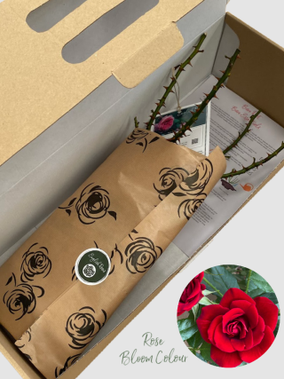 Special Dad bare root rose