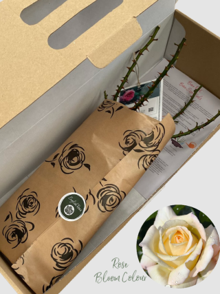 Special Day bare root rose