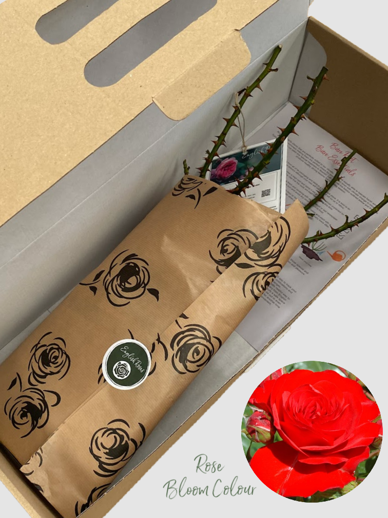 Special Grandad bare root rose