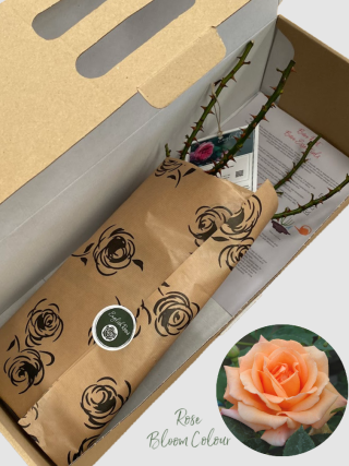 Special Occasion bare root rose