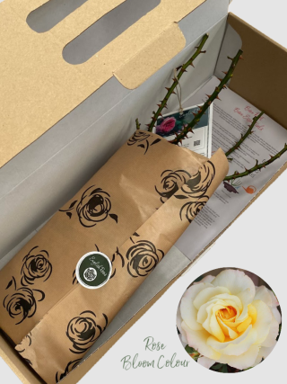 Sunny Sky bare root rose