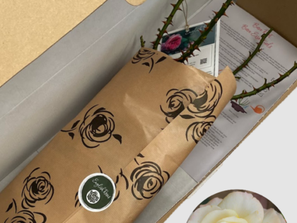 Sunny Sky Rose - Bare Root Sunny Sky Rose - Bare Root Image