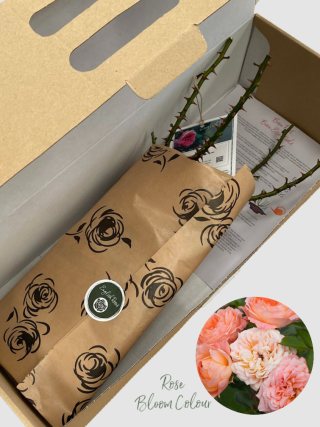 Sweet Dream bare root rose