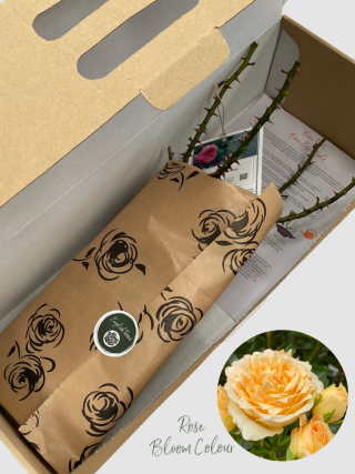 Sweet Memories bare root rose