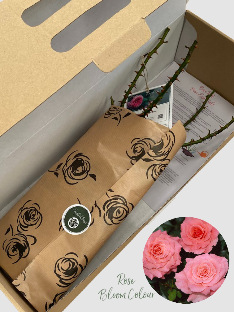 Tickled Pink bare root rose