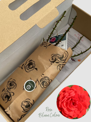 Trumpeter bare root rose