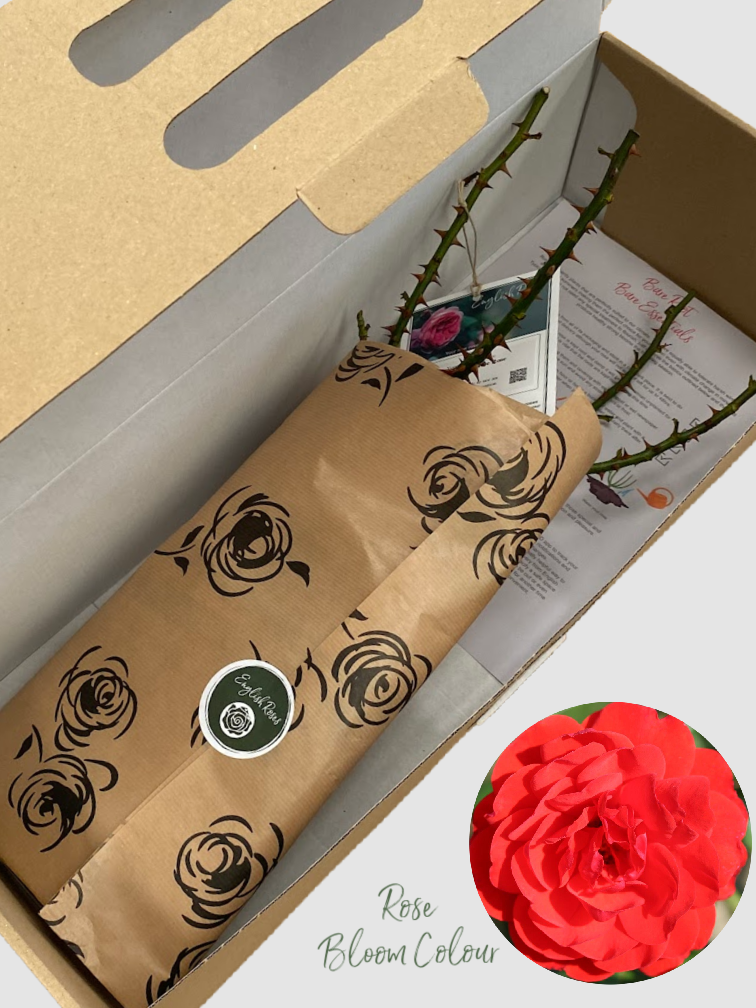 Trumpeter bare root rose