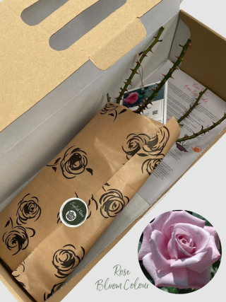 Twice In A Blue Moon bare root rose