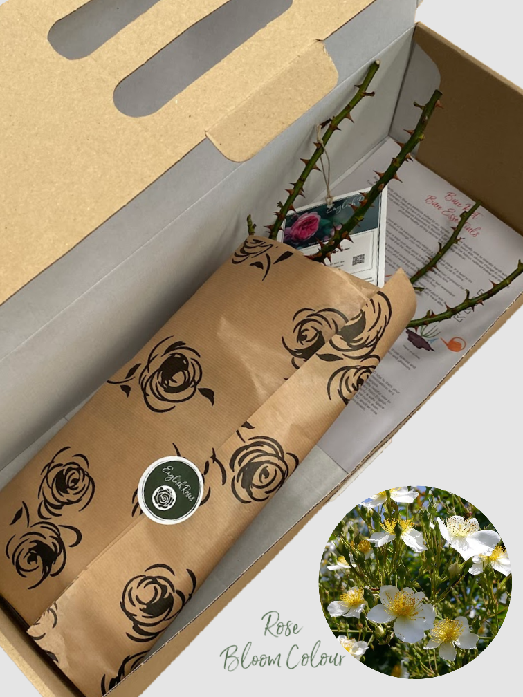 Wedding Day bare root rose