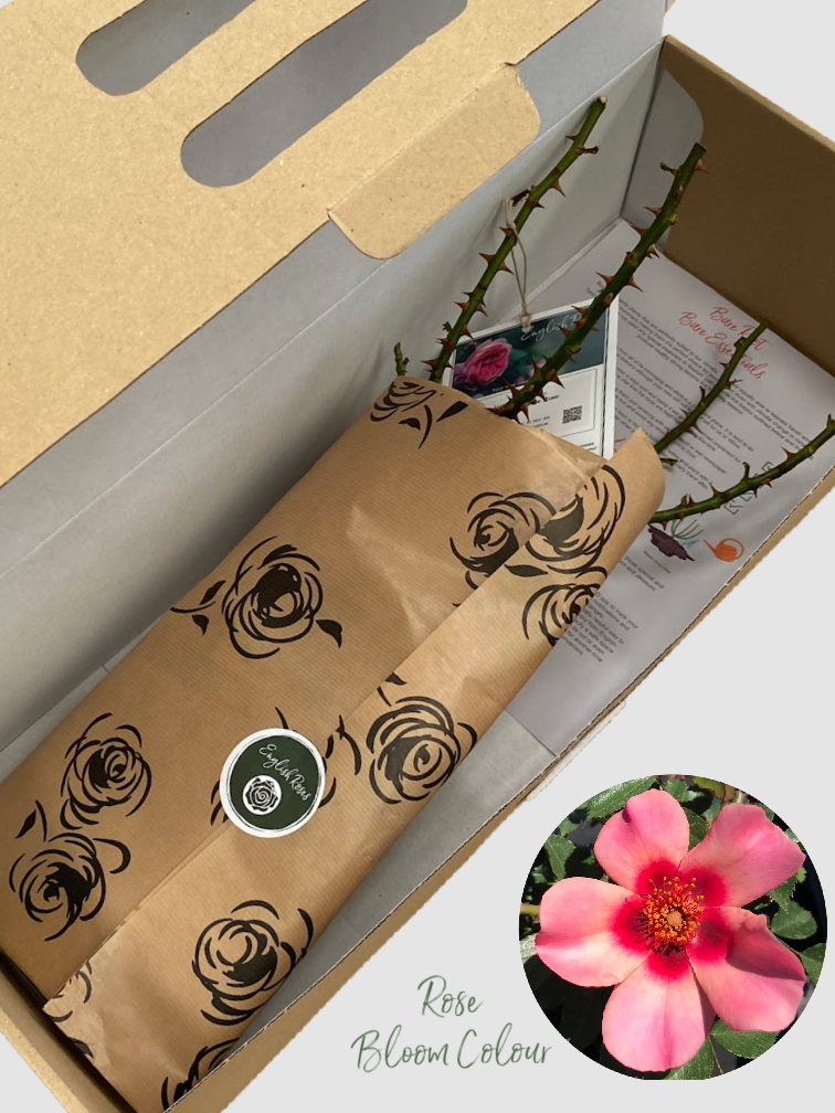 for your eyes only bare root rose