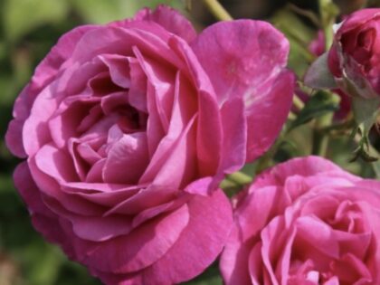 Remembering One In A Million - English Roses Memory Gift Remembering One In A Million - English Roses Memory Gift Image