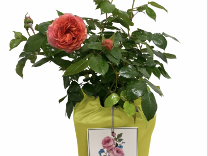 Springtime Yellow Cotton Drawstring Gift Bag Springtime Yellow Cotton Drawstring Gift Bag Image