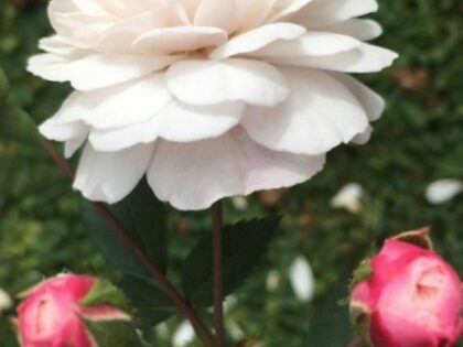 Little Pet Rose - Animal Memorial Roses Little Pet Rose - Animal Memorial Roses Image