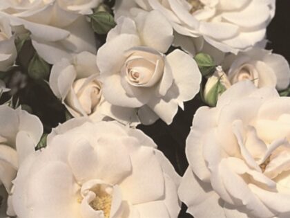 Special Child Rose Special Child Rose Image