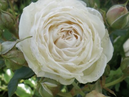 Sweet Child Of Mine Rose - Angel Baby Memorial Gift Sweet Child Of Mine Rose - Angel Baby Memorial Gift Image