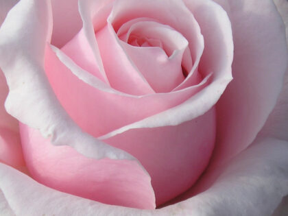 Bride and Groom Rose Bride and Groom Rose Image