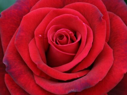 Claret Rose - English Roses Memorial Gifts For Loss Of Father Claret Rose - English Roses Memorial Gifts For Loss Of Father Image