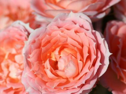 Flower Power Rose Flower Power Rose Image