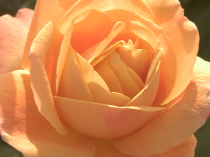 Strike It Rich Rose Strike It Rich Rose Image