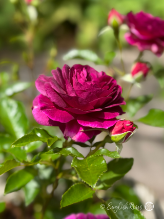 Ebb Tide Rose Single Bloom Main Image - purple rose bloom with healthy green foliage and buds