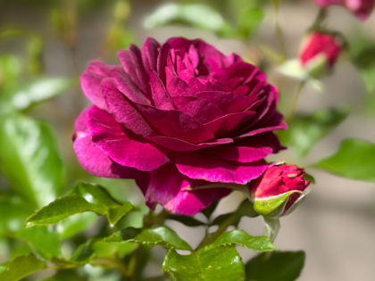 Purple Eden Rose Purple Eden Rose Image