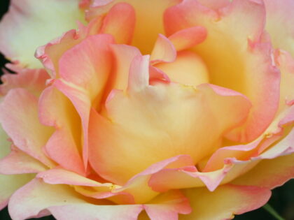 Fathers Day Gift Rose Fathers Day Gift Rose Image