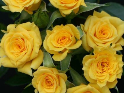 Flower Power Gold Rose Flower Power Gold Rose Image