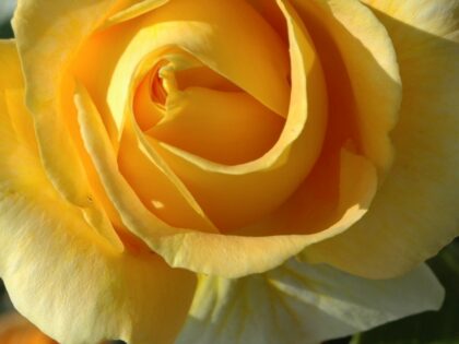 Global Beauty Rose Global Beauty Rose Image