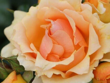 Queen Bee Rose Queen Bee Rose Image