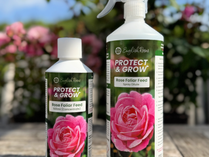 Rose Foliar Feed Kit - English Roses Protect & Grow Rose Foliar Feed Kit - English Roses Protect & Grow Image