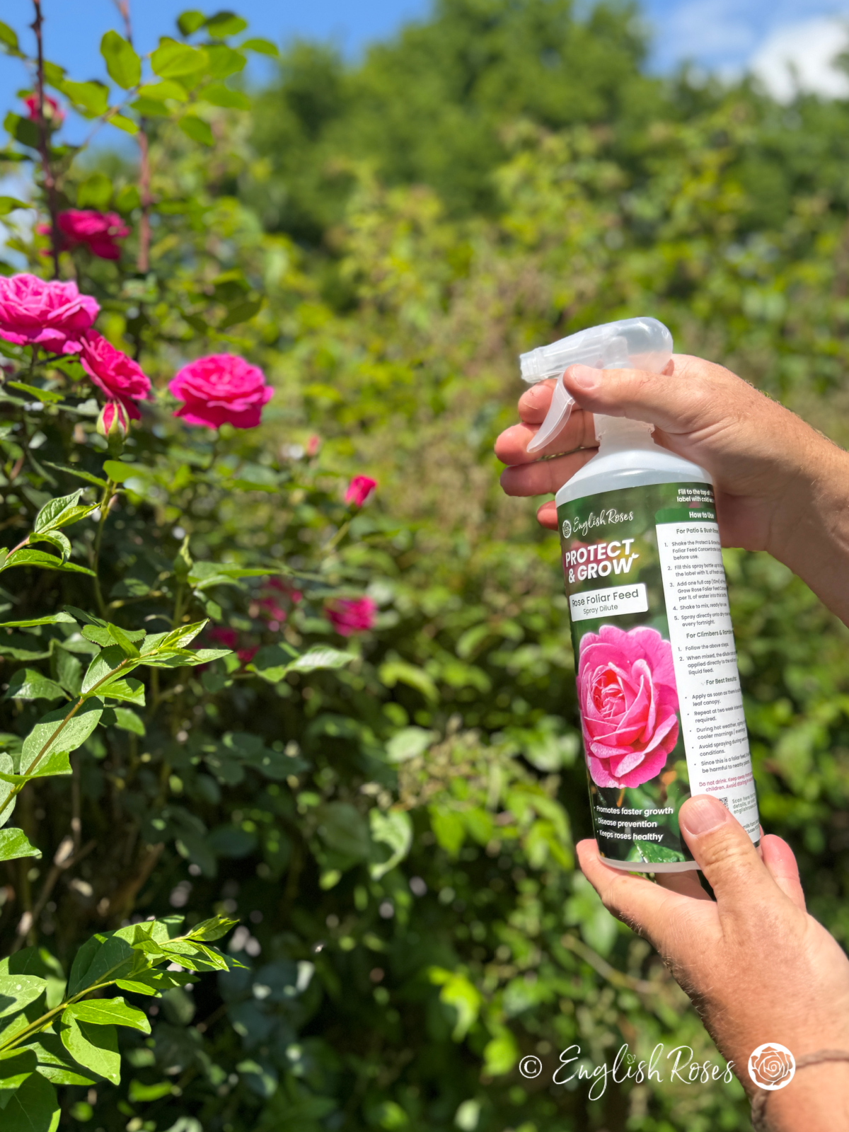 Rose Foliar Feed Spray English Roses Protect & Grow1
