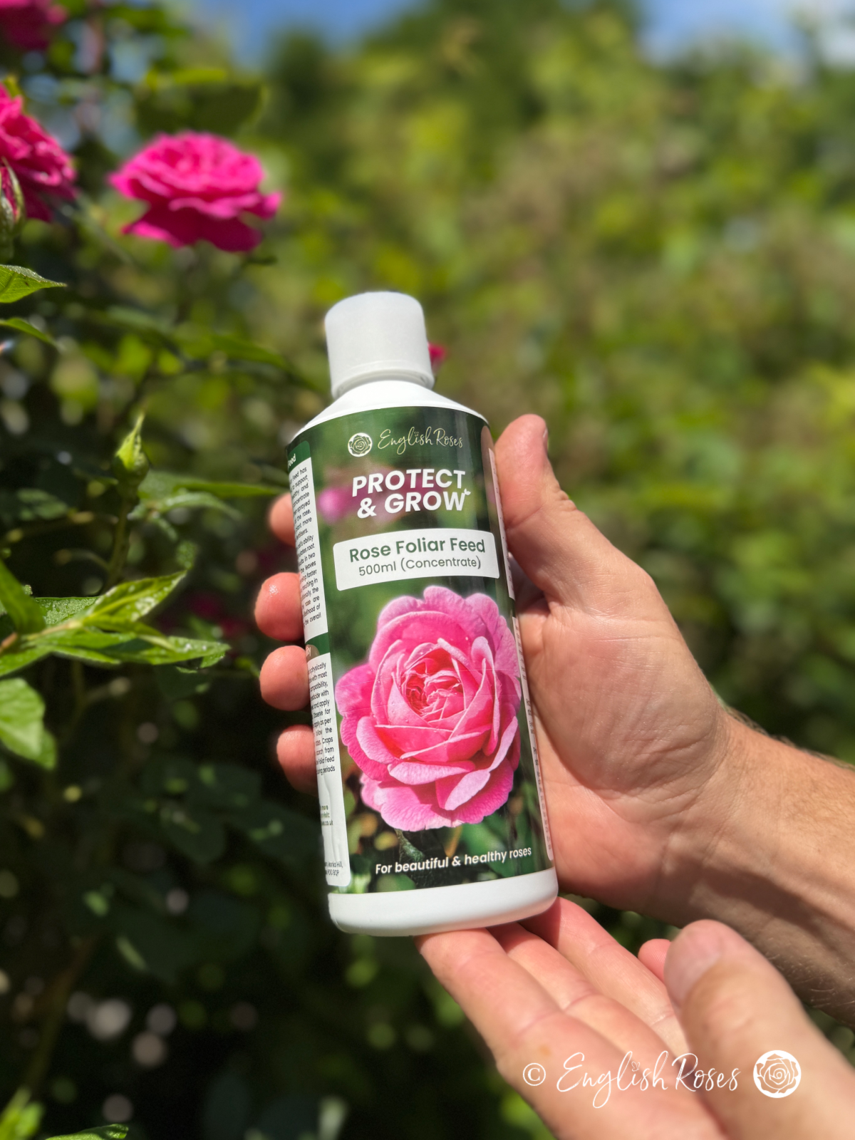 Rose Foliar Feed Spray English Roses Protect & Grow Holding the bottle
