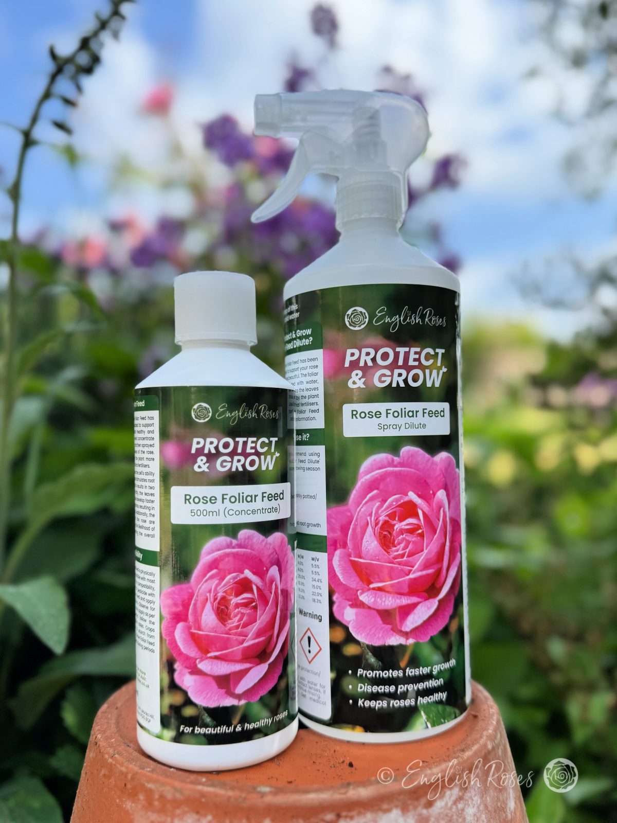 Rose Foliar Feed Spray English Roses Protect & Grow on pot in garden