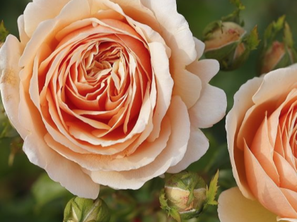 Tropicana Rose Tropicana Rose Image