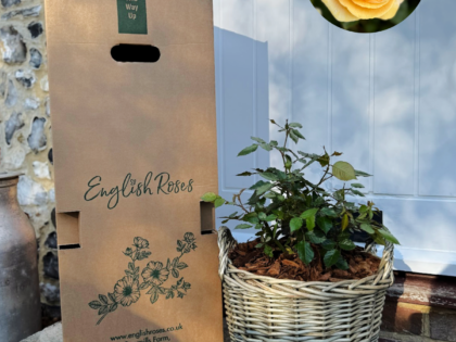 Yellow Gift Planted Rose in a Large Willow Basket Yellow Gift Planted Rose in a Large Willow Basket Image