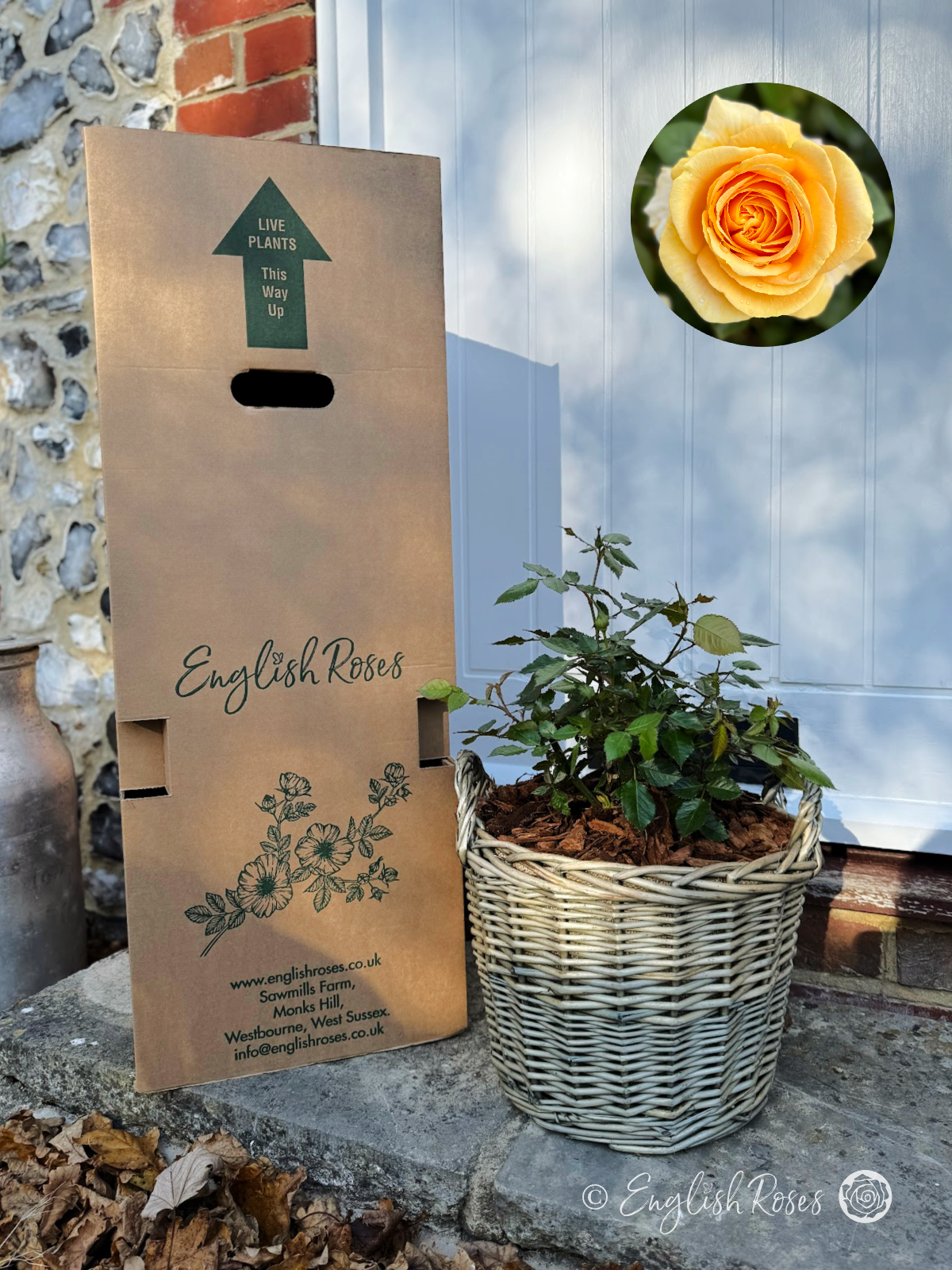 Yellow Gift Planted Rose in a Large Willow Basket Global Beauty Rose